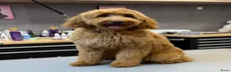 Australian Labradoodle honden te koop: 🐾 PUPPY’S VERWACHT VAN SUUS & BILLY 🐾 - Advertentie 2