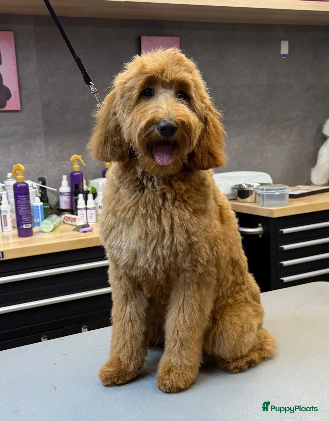 Australian Labradoodle honden te koop: 🐾 PUPPY’S VERWACHT VAN SUUS & BILLY 🐾 - Advertentie 2