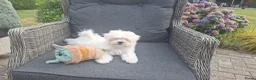 Maltezer honden te koop: Maltezer leeuwtje pup. Rasecht. Ouders aanwezig - Advertentie 2