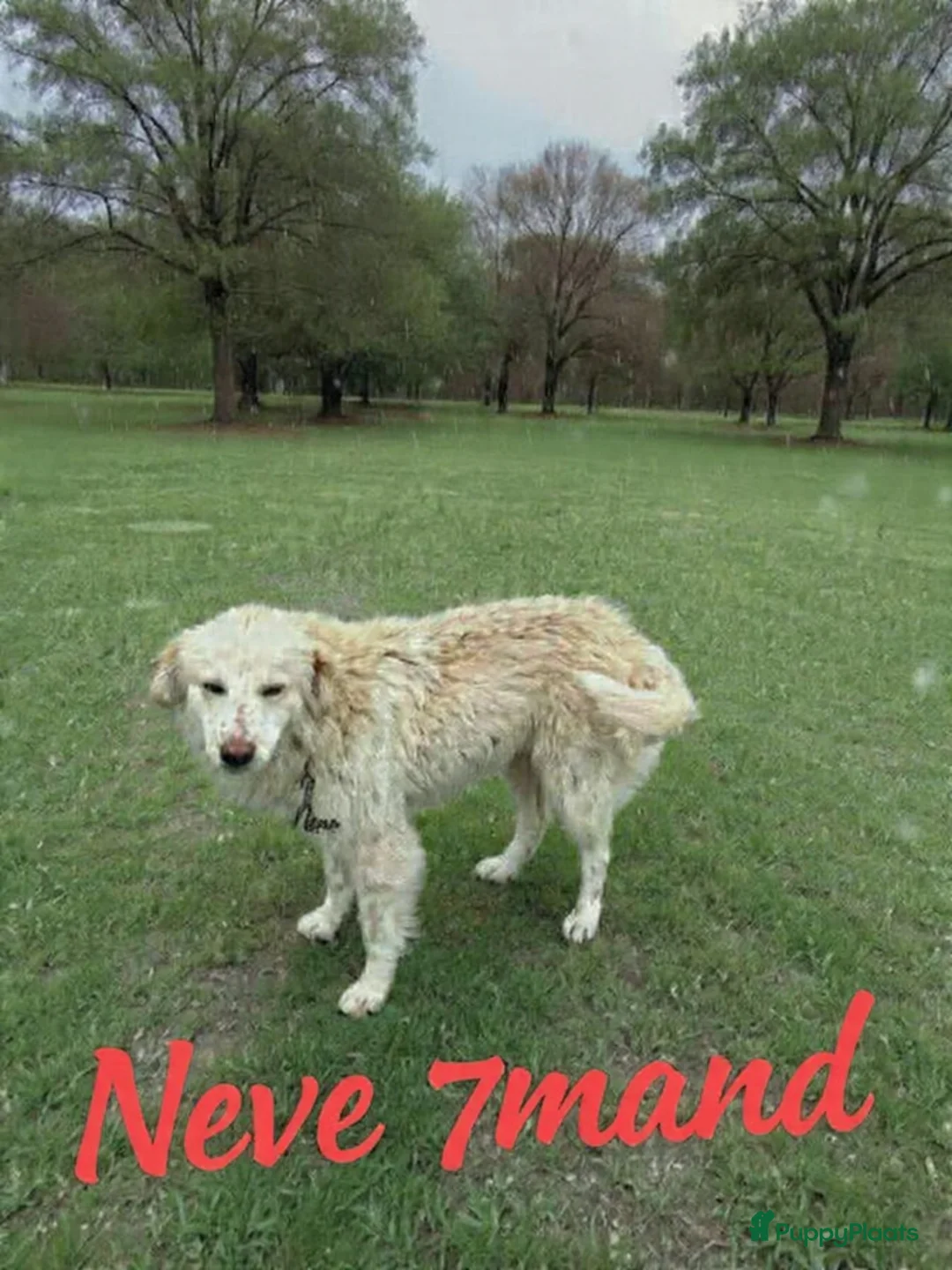Kruising honden te koop: Deze italiaanse zusjes zoeken baasjes - Advertentie 2