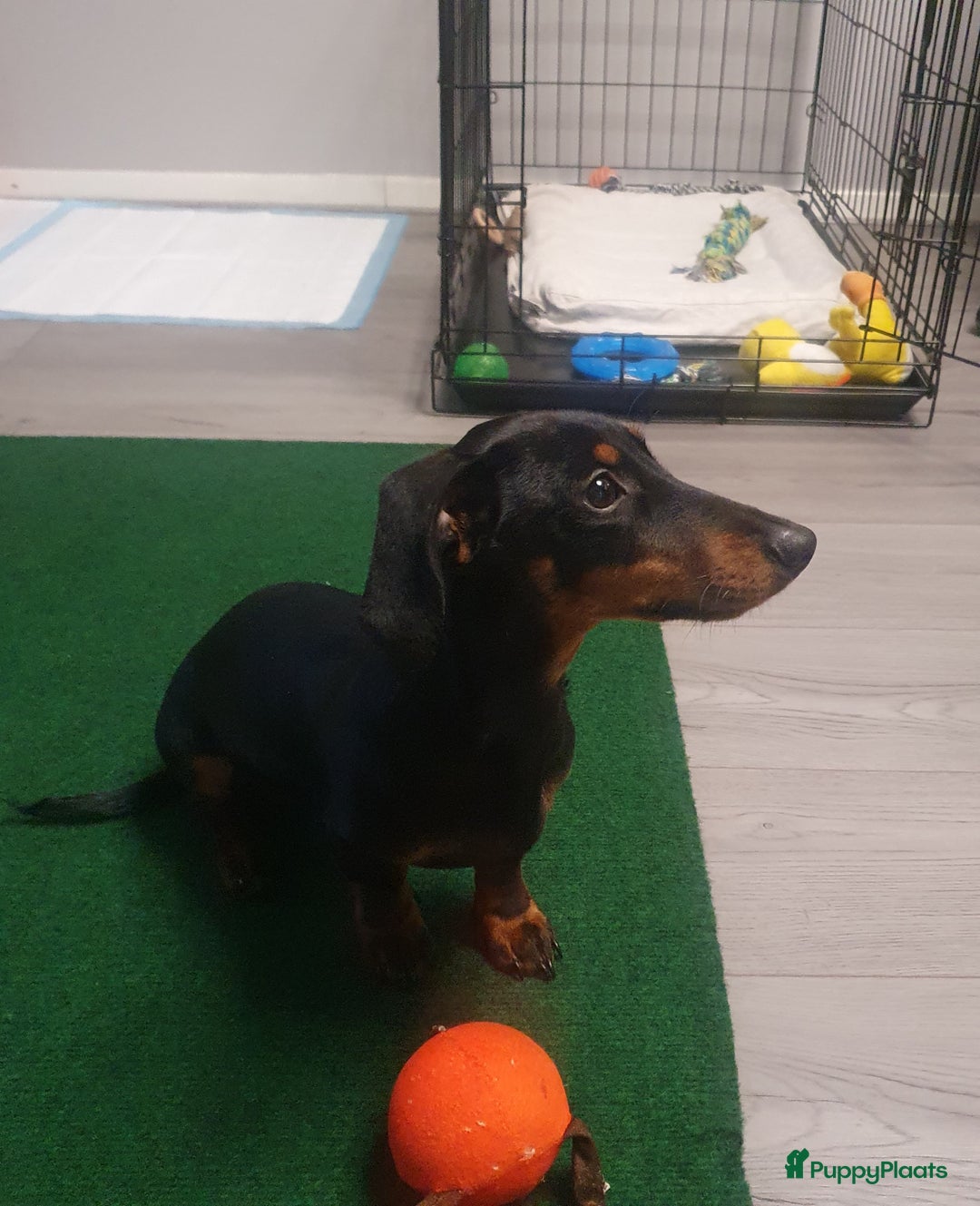 Teckel (korthaar)  honden te koop: Lieve kortharig teckel pup zoekt een nieuwe thuis - Advertentie 7