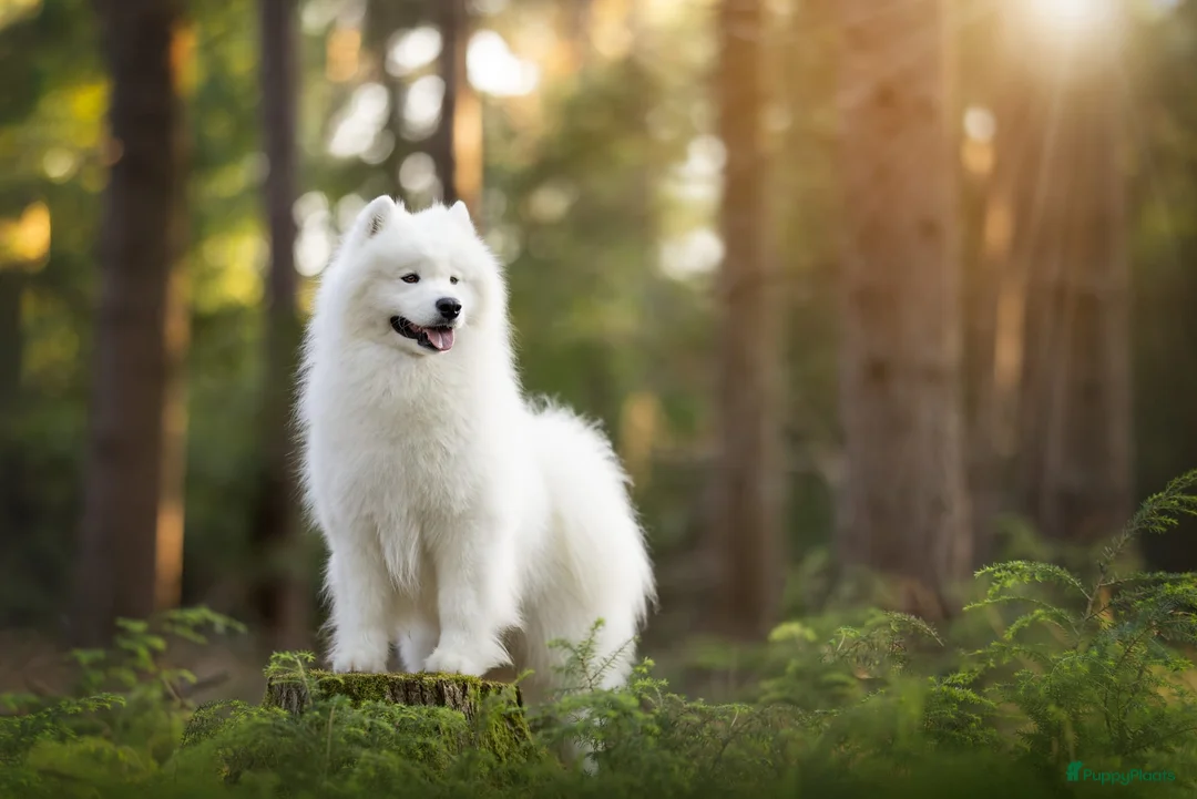 Samojeed honden te koop: Wij verwelkomen rond 8 februari een nestje  - Advertentie 7