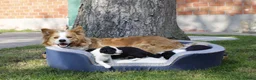 Border Collie honden te koop: Border Collie pups - Advertentie 22