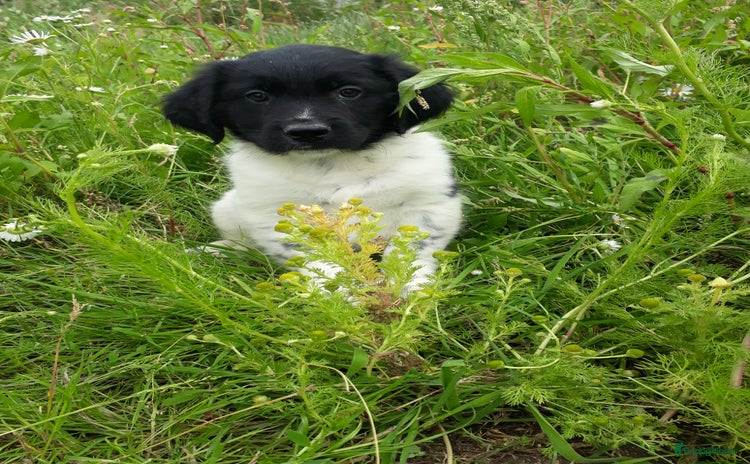 Kruising honden - Advertentie 4
