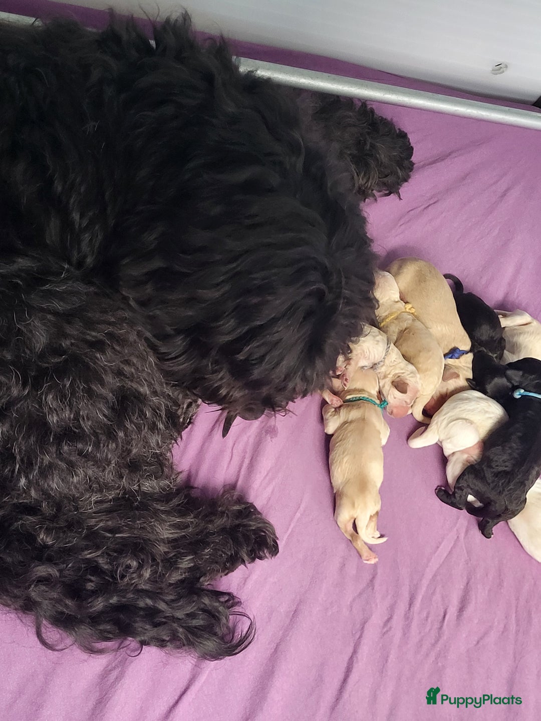 Barbet honden te koop: Prachtige barbet puppy's in Den Ham - Afbeelding 3
