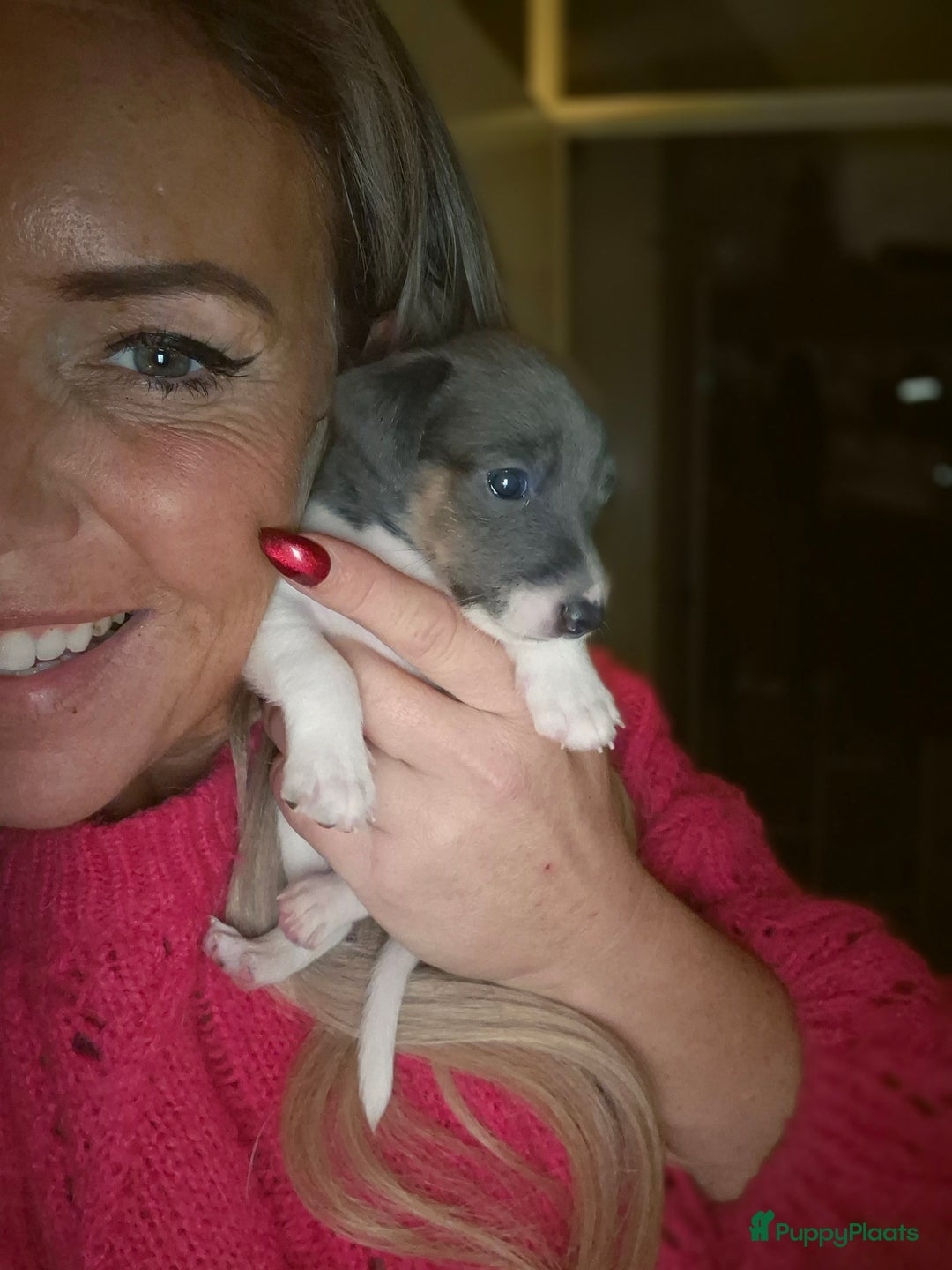 Jack Russel Terriër honden te koop: Super mooie jackrussel pups mogen met kerst mee  - Advertentie 7