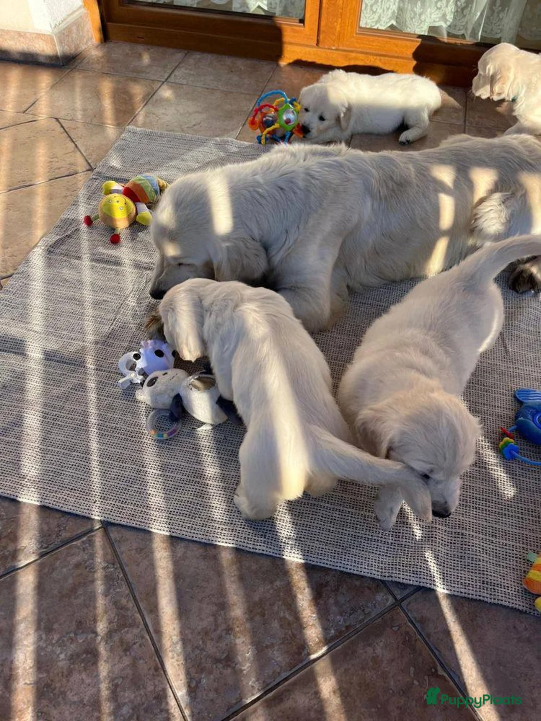 Golden Retriever honden te koop: Golden retriever pup  - Advertentie 1