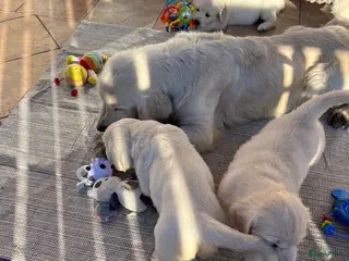 Golden Retriever honden Golden retriever pup - Advertentie 2