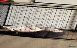 Pomeriaan honden te koop:  puppies mogen nu weg in prijs verlaagd  in Zoetermeer - Afbeelding 16