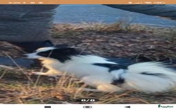 Pomeriaan honden te koop: Dwergkees pomeriaan mogen weg  - Afbeelding 11