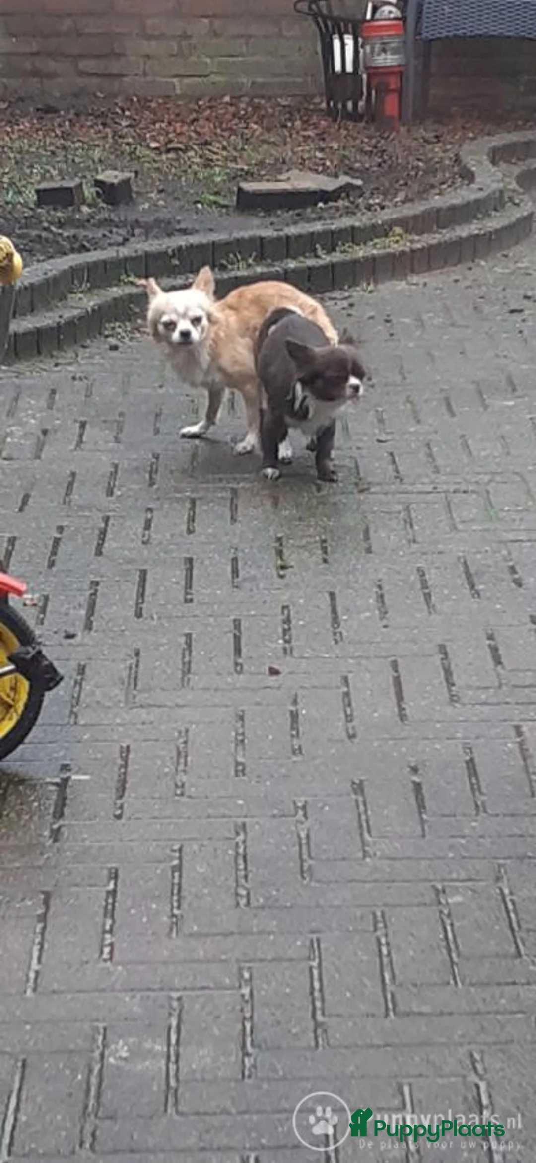 Chihuahua honden ter dekking: Super mooie dekreu chiuahua in Bunschoten-Spakenburg - Advertentie 4