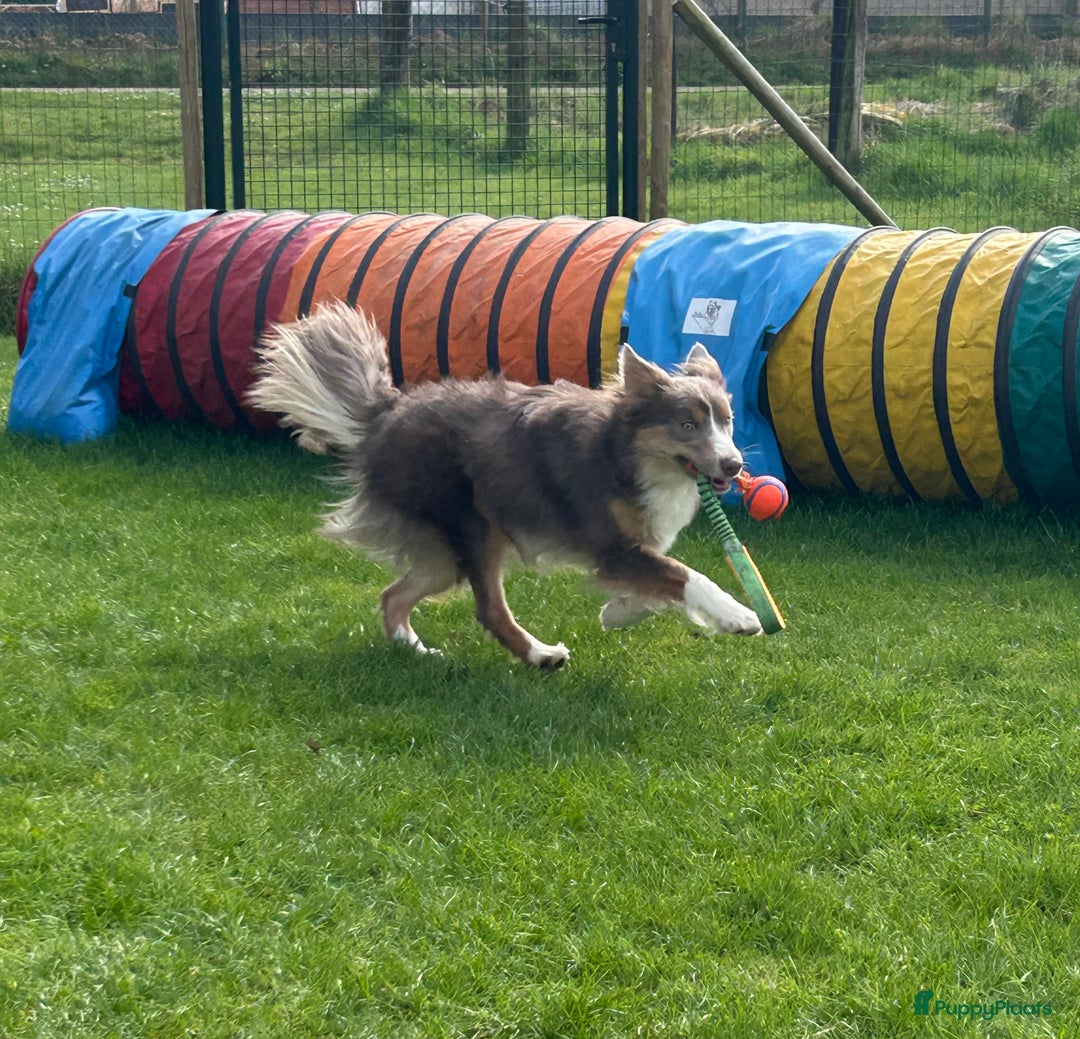 Border Collie honden te koop: Bordercollie teefje  - Advertentie 2
