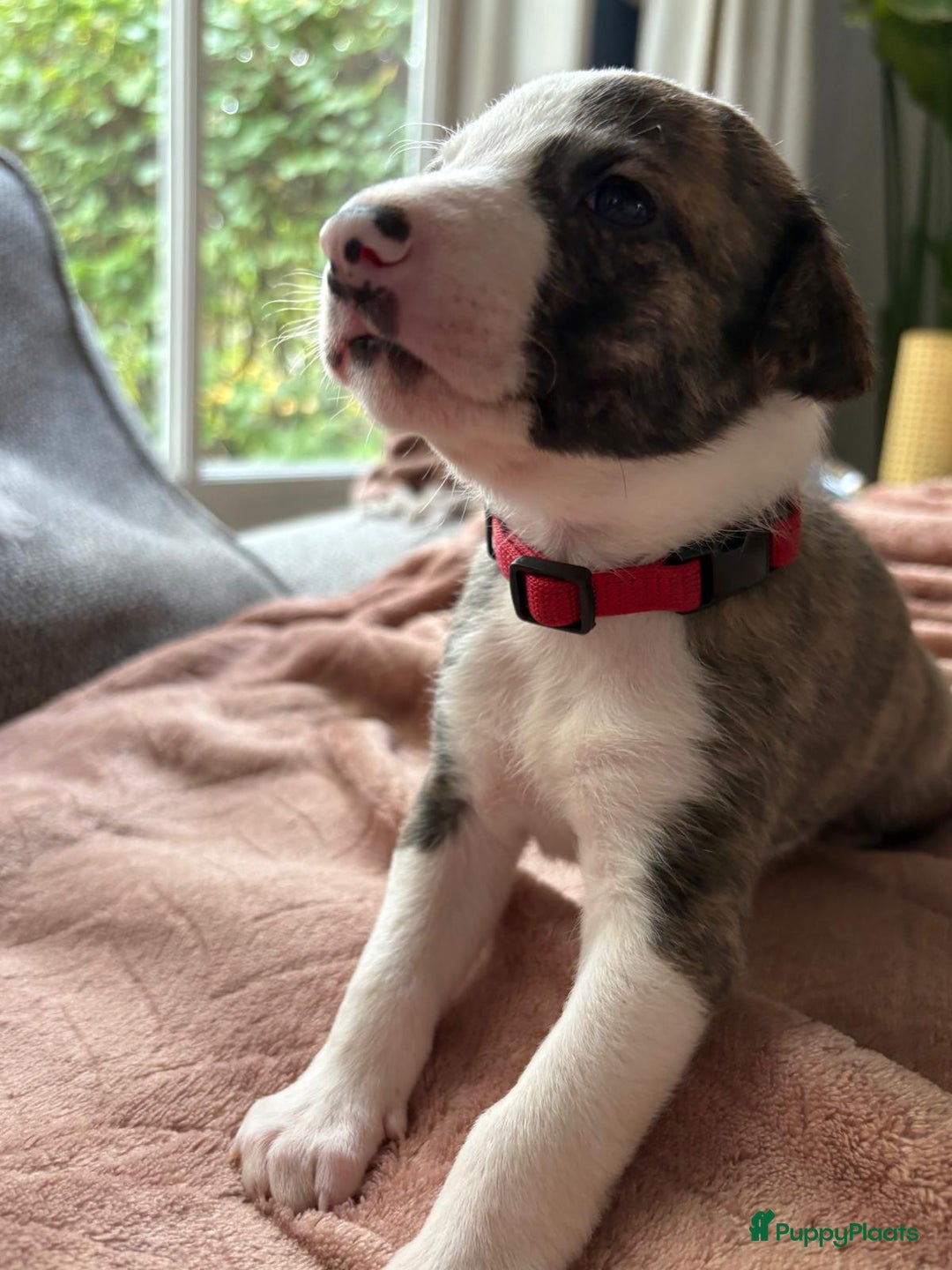 Kruising honden te koop: Whippet Pups X Border Collie  – gezinsvriendelijk! - Advertentie 13