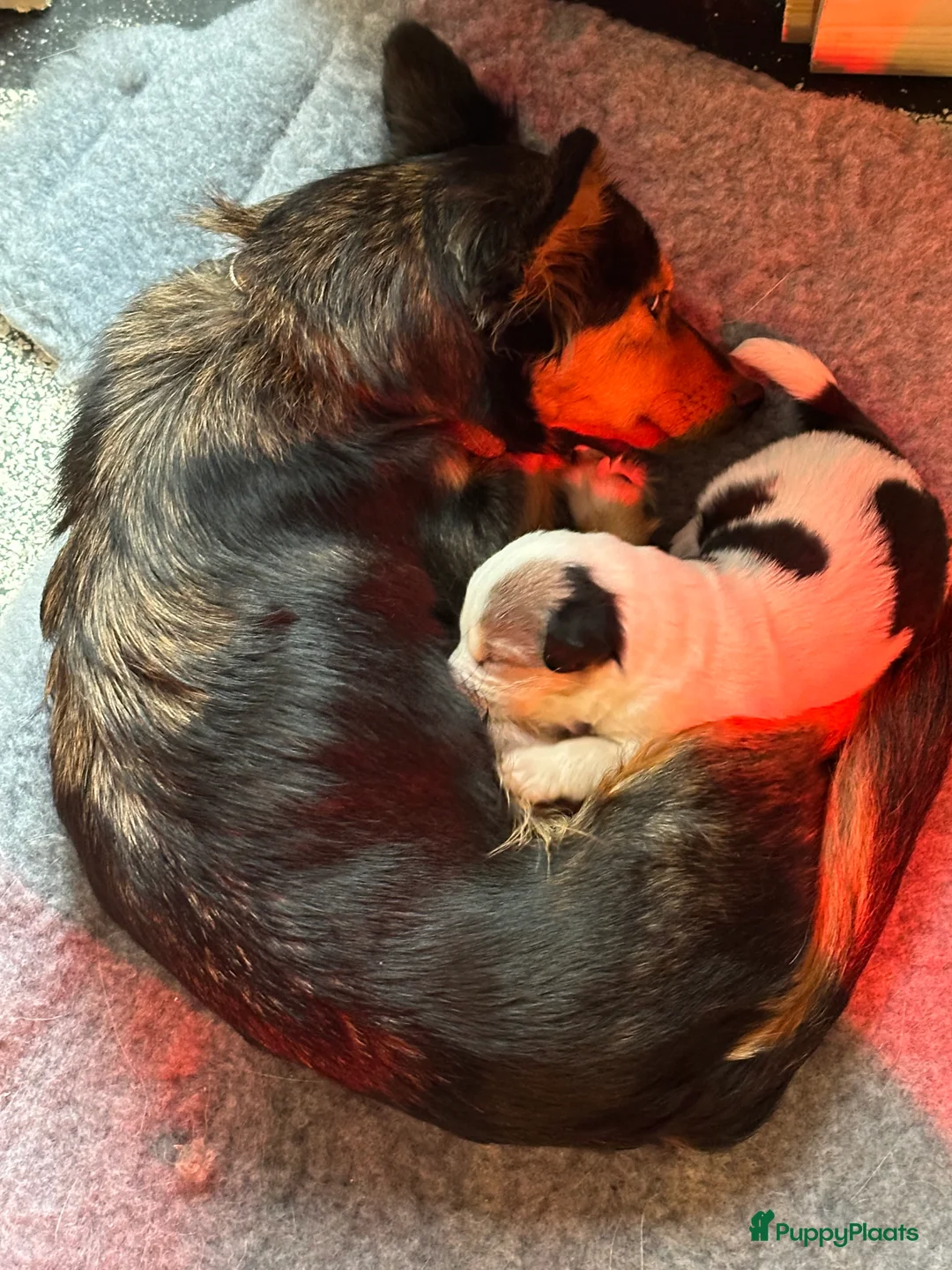 Kruising honden te koop: Unieke kruising met populaire rassen! - Advertentie 10