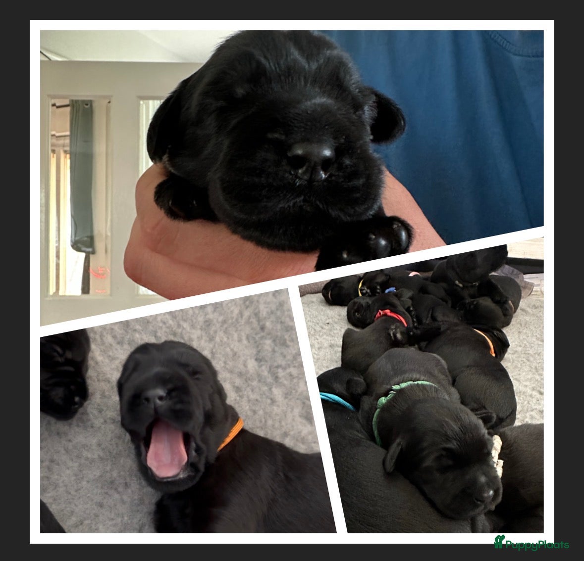 Riesenschnauzer honden Giant Schnauzer puppy met stamboom - Advertentie 1