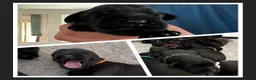Riesenschnauzer honden te koop: Riesenschnauzer puppy’s - Advertentie 5
