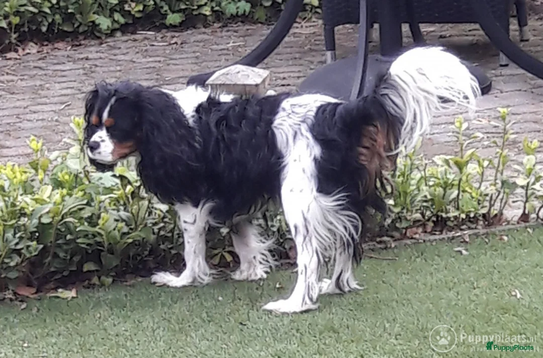 Cavalier King Charles Spaniel honden ter dekking: cavalierkingcharles spaniel dekreu messi in Mierlo - Advertentie 2