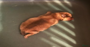 Pomeriaan honden Mini pomeranian teefje Dafi - Advertentie 7