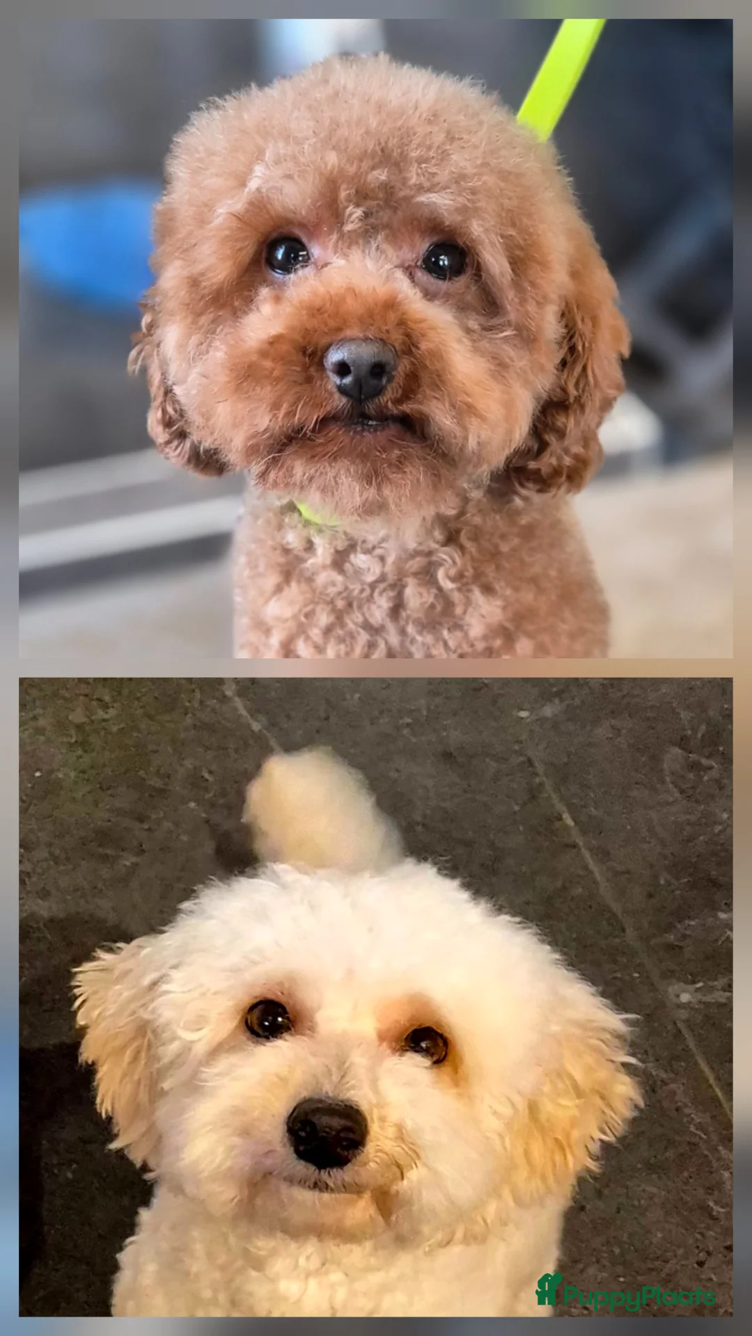 Poedel Toy honden te koop: Toy x dwergpoedel  - Advertentie 3