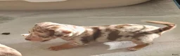 Jack Russel Terriër honden te koop: Mini merle jackrussels in Zwartewaal - Advertentie 27