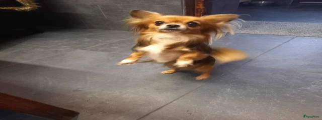 Binkie