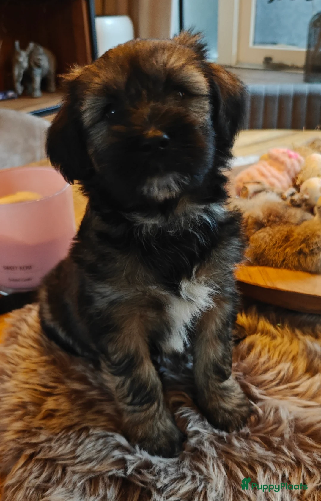 Tibetaanse Terriër honden te koop: Tibetaanse Terriër pup  - Advertentie 2