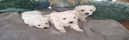 Maltezer honden te koop: Maltezer pups. Rasecht. Vader en moeder aanwezig - Advertentie 8