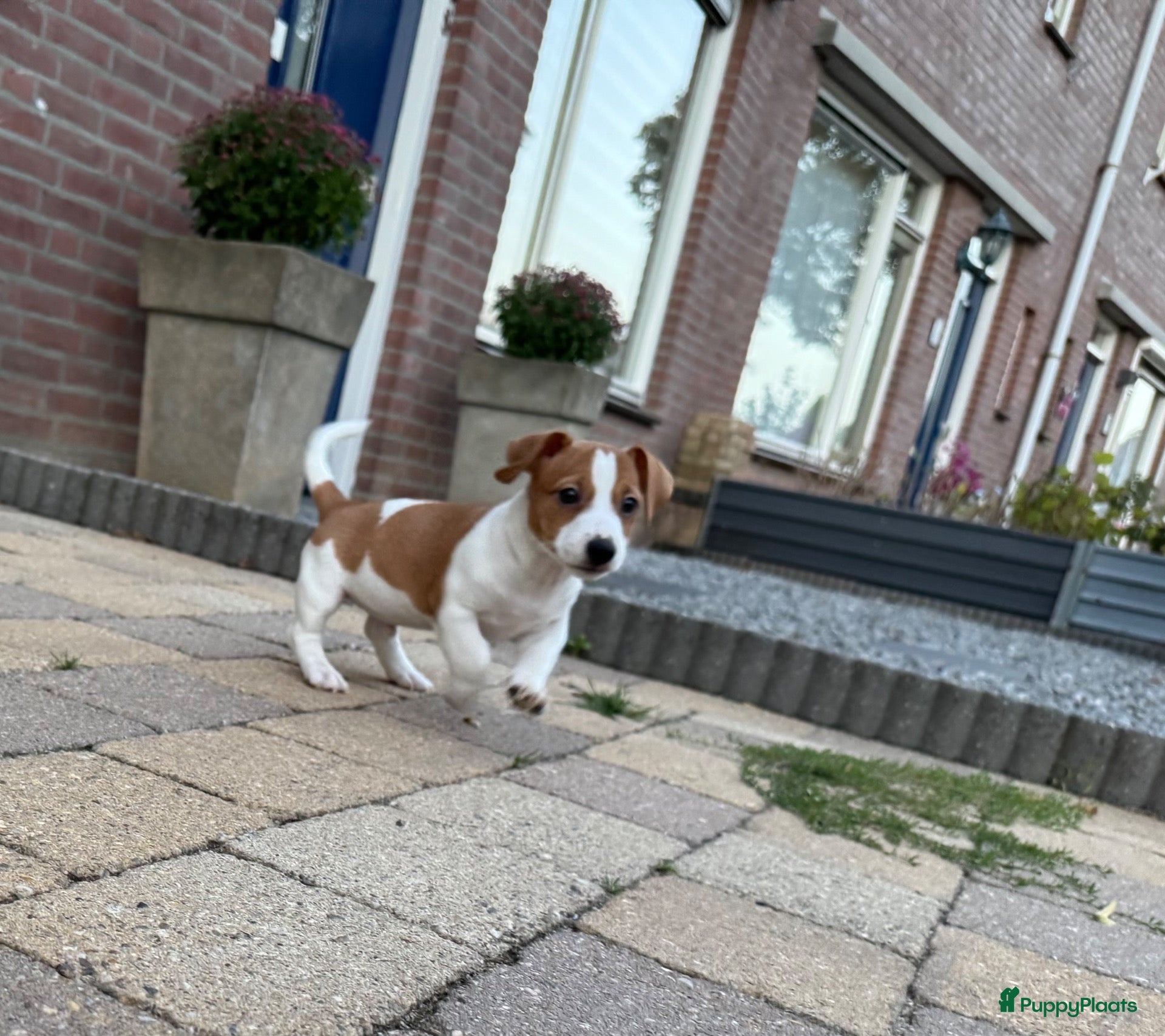 Jack Russel Terriër honden Jack Russell pups – 2 reutjes & 2 teefjes - Advertentie 6