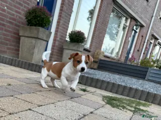Jack Russel Terriër honden Jack Russell pups – 2 reutjes & 2 teefjes - Advertentie 6