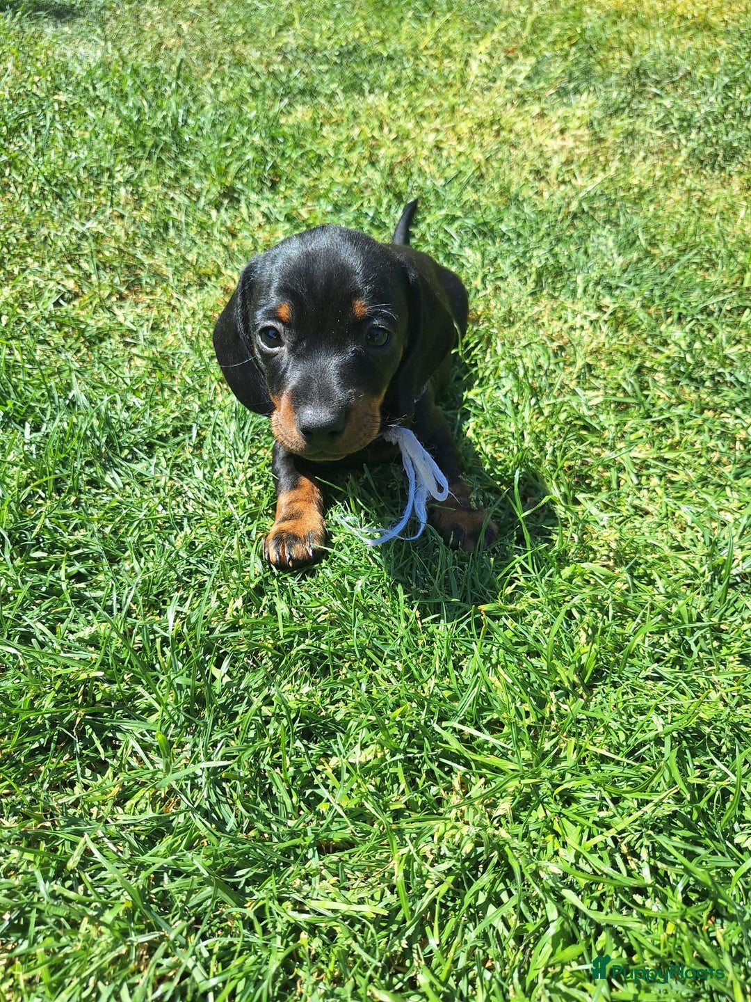 Teckel (korthaar)  honden te koop: Kortharige dwerg teckel  in Kesteren - Afbeelding 1