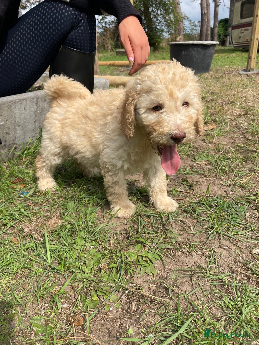 Labradoodle honden te koop: Mooie Labradoodle pups! - Afbeelding 4