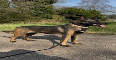 Hollandse Herder honden - Advertentie 9