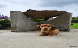 Teckel (langhaar) honden te koop: Mini - langharige dwergteckel pup met stamboom in Lienden - Afbeelding 9