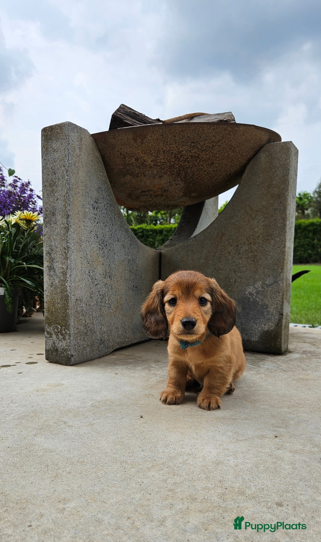 Teckel (langhaar) honden te koop: Mini - langharige dwergteckel pup met stamboom in Lienden - Afbeelding 9