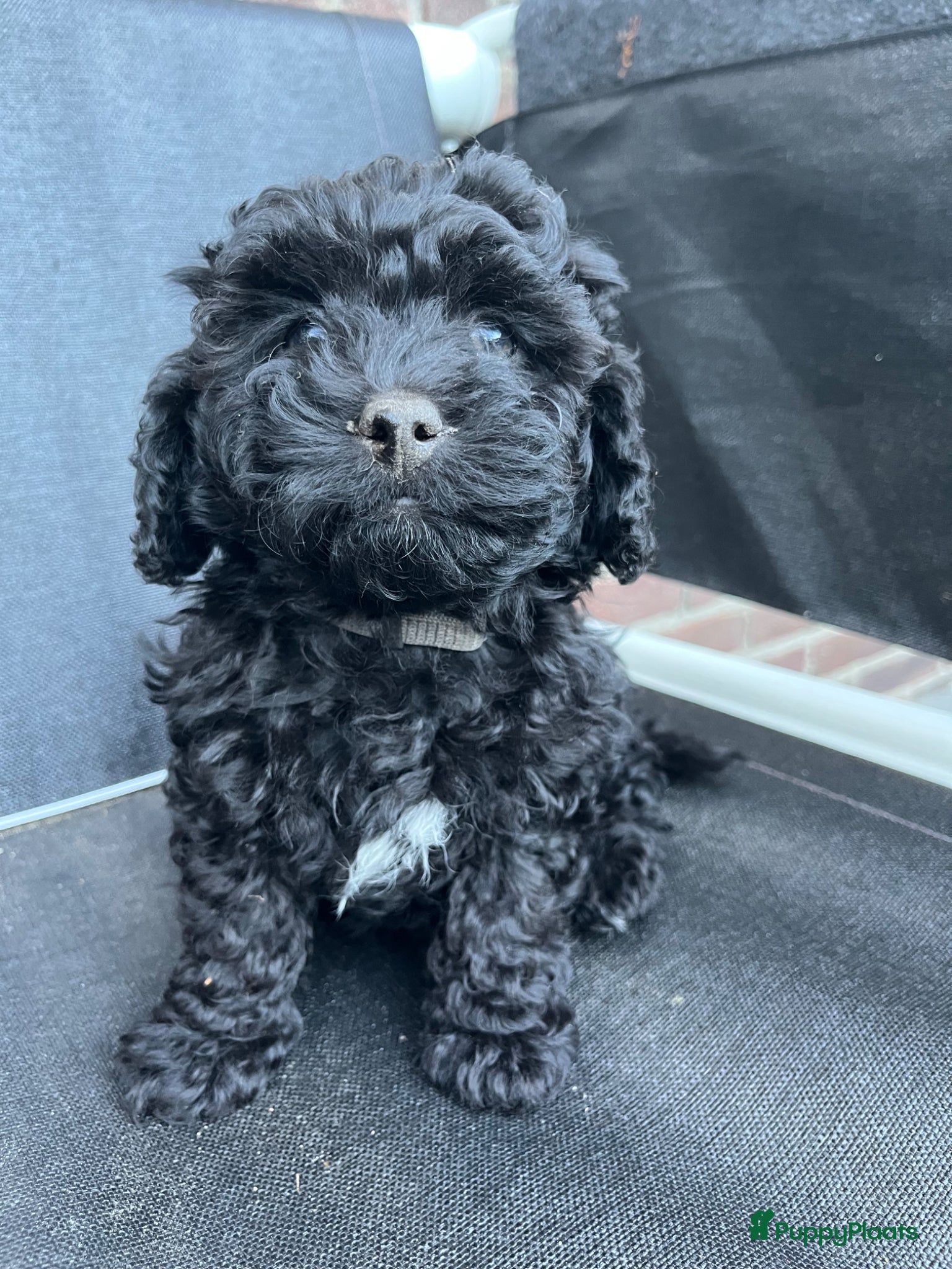Maltipoo honden te koop: Maltipoo - Advertentie 18