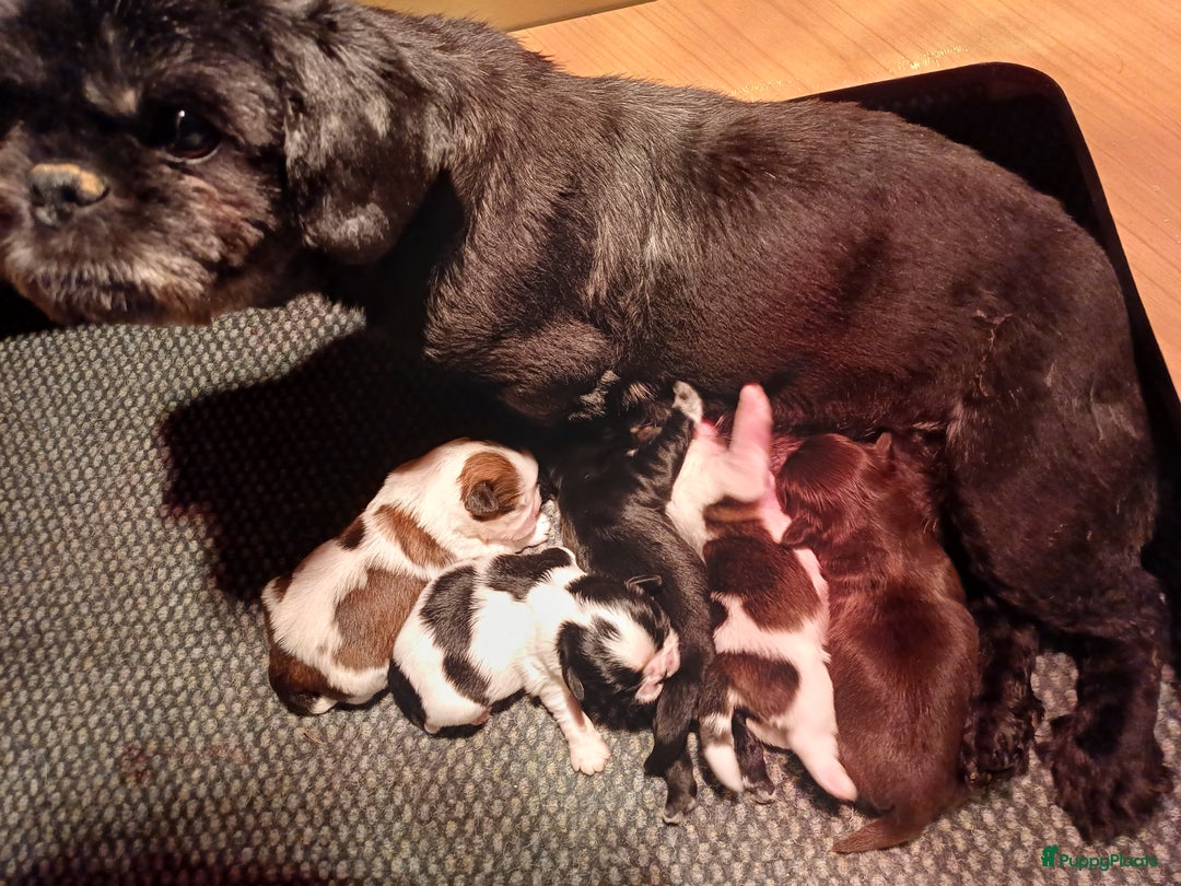 Shih Tzu honden te koop: Lieve leuke raszuiver shih tzu pups  - Advertentie 27