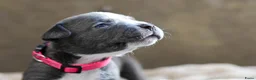Amerikaanse Bully honden te koop: 🐾AMERICAN BULLY XL PUPPIES🐾 - Advertentie 17