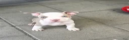 Amerikaanse Bully honden te koop: Amerikaanse pocket bully met stamboom - Advertentie 3