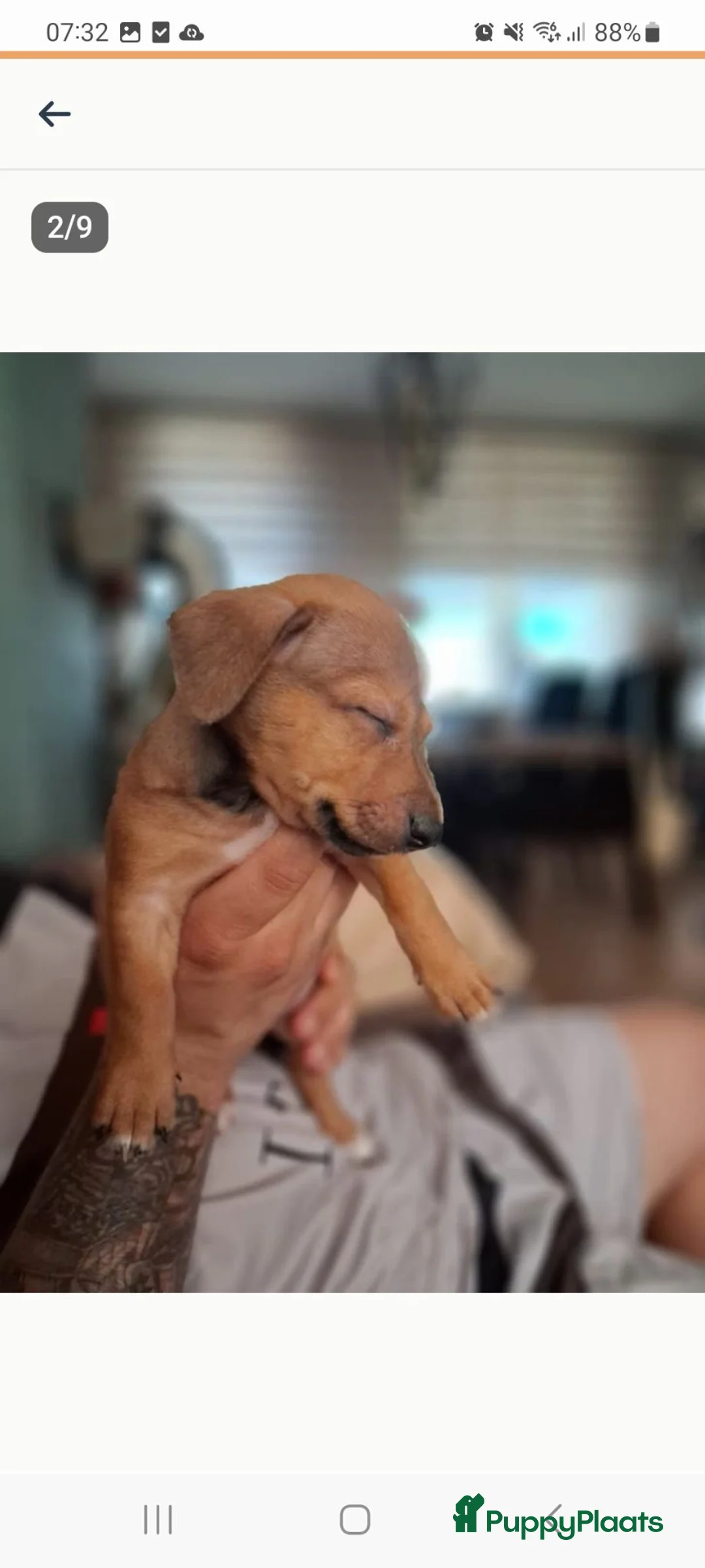 Jack Russel Terriër honden te koop: Nog 2 van de 5 te koop 2 bruine teefjes - Advertentie 2