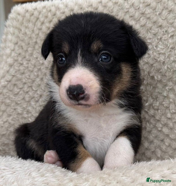 Border Collie honden Te Koop - Border Collie Pups met Stamboom - Advertentie 1