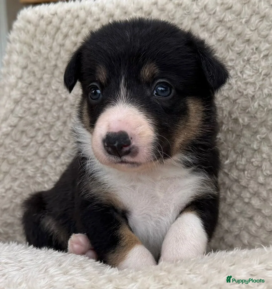 Border Collie honden te koop: Te Koop - Border Collie Pups met Stamboom - Advertentie 1