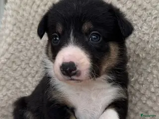 Border Collie honden Te Koop - Border Collie Pups met Stamboom - Advertentie 3