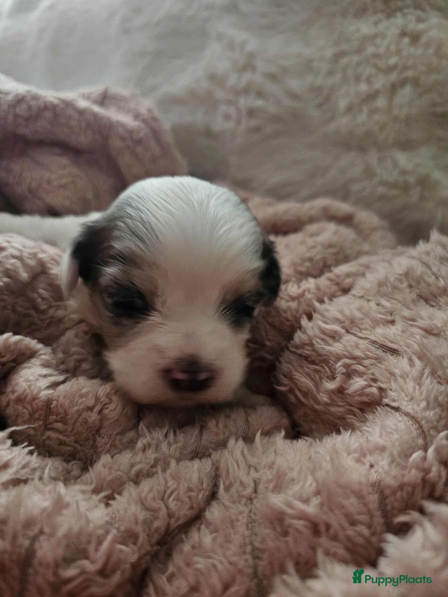 Malshi honden te koop: Boomer - Advertentie 9