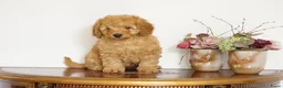 Maltipoo honden te koop: maltipoo pup beide ouders aanwezig en getest - Advertentie 12