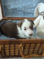 Welsh Corgi Cardigan Puppy 1