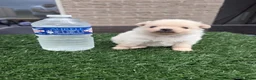 Pomeriaan honden te koop: Twee prachtige raszuivere Pomeranian beschikbaar - Advertentie 5