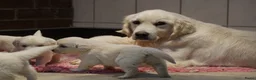 Golden Retriever honden te koop: Golden Retriever Pups met Stamboom. - Advertentie 18