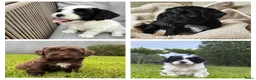 Kruising honden te koop: Labradoodle mini x Boomer pups - Advertentie 1