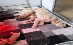 Labradoodle honden te koop: Labradoodle pups - Afbeelding 2