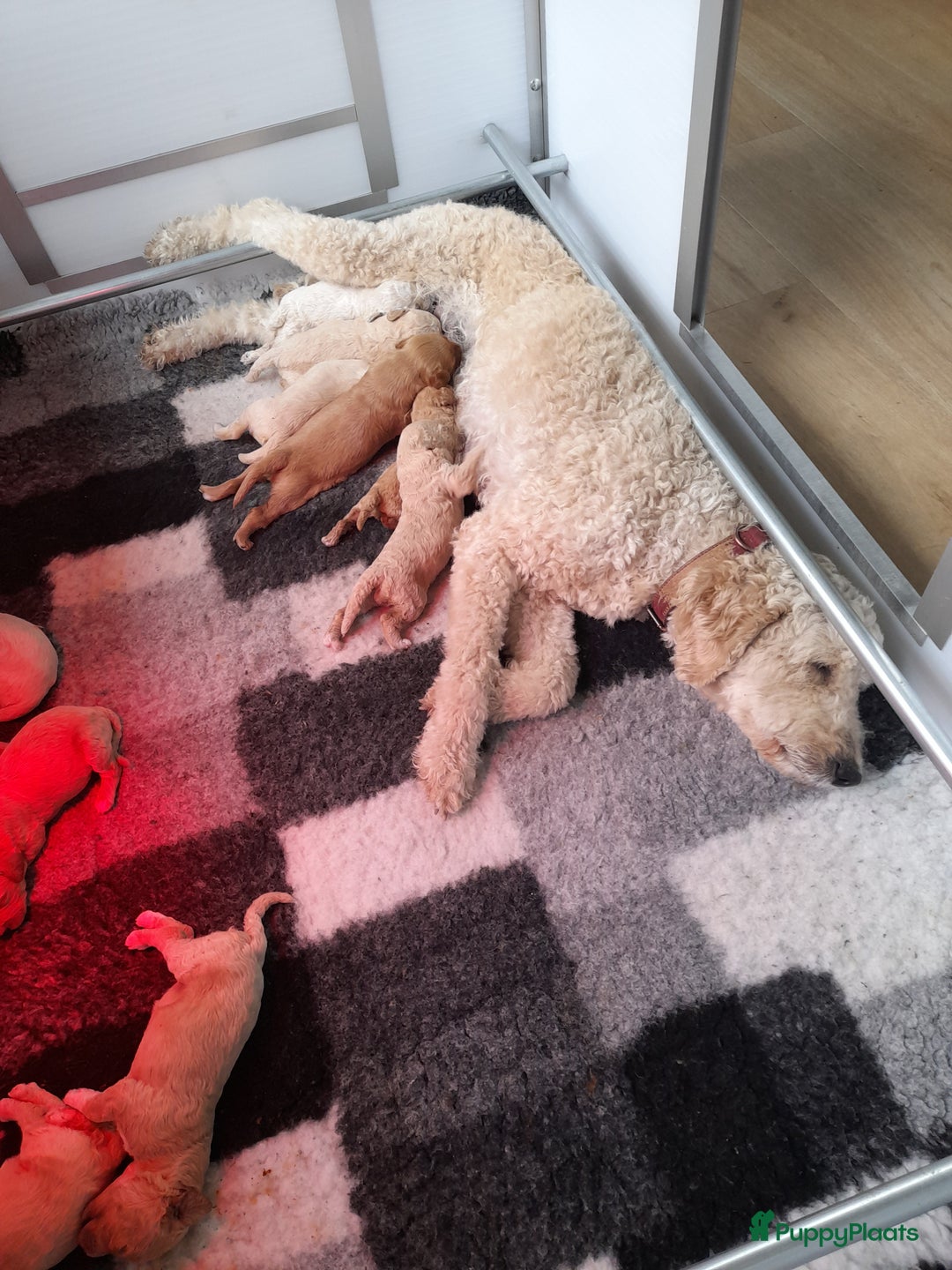 Labradoodle honden te koop: Labradoodle pups - Afbeelding 2